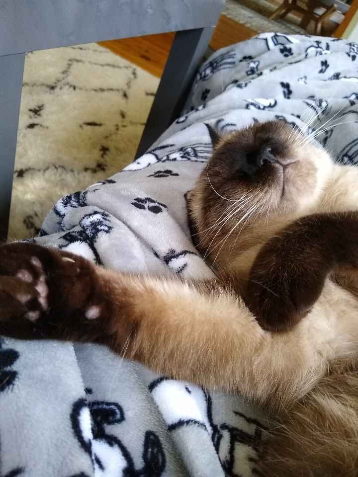 Show me your fur babies you and your SO have together! - 1