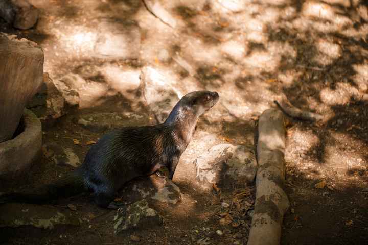 ProBAM! Better Late than Never?