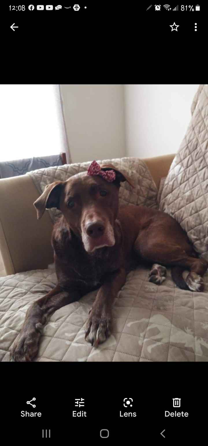 Dogs In The Wedding! - 1