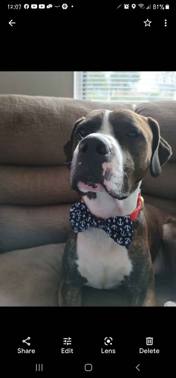 Dogs In The Wedding! - 2