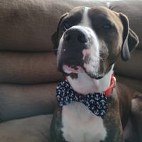 Dogs In The Wedding! - 2