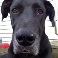 Let's see your pets!