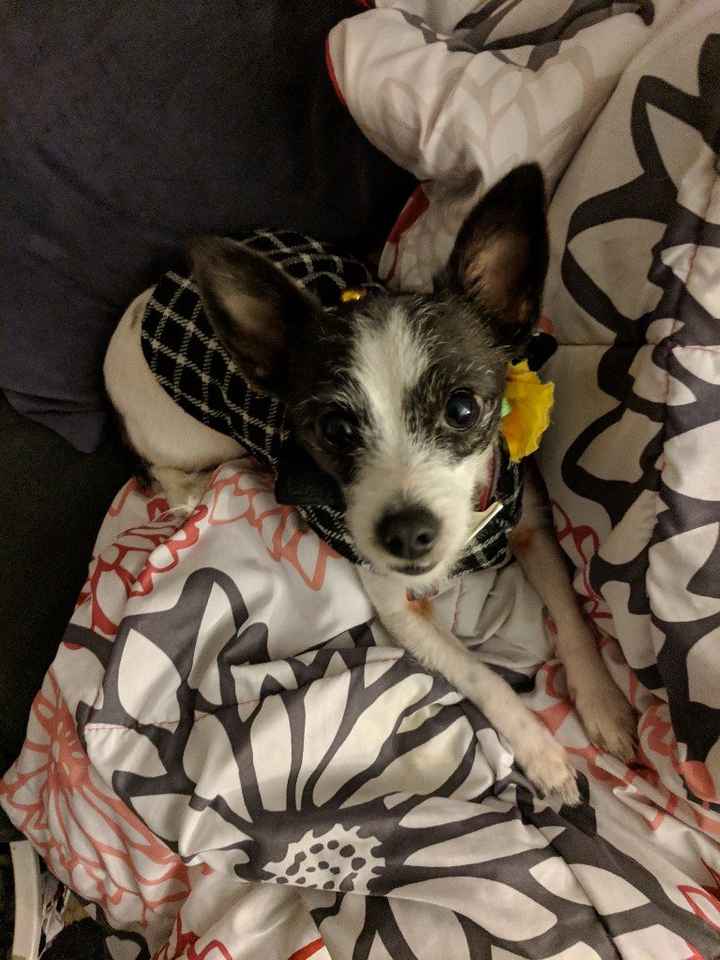 Show me your fiance and pet - 2