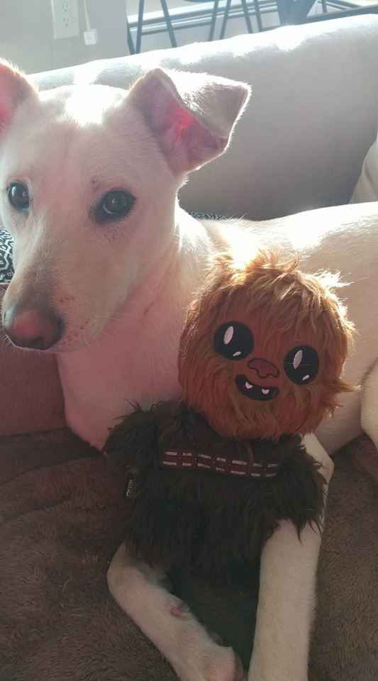 Today is National Pet Day! Let's see those fur babies :)