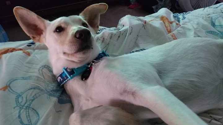 NWR: My pup thinks she's people. She's right. Show me your "people pups!"