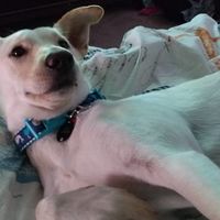 NWR: My pup thinks she's people. She's right. Show me your "people pups!"