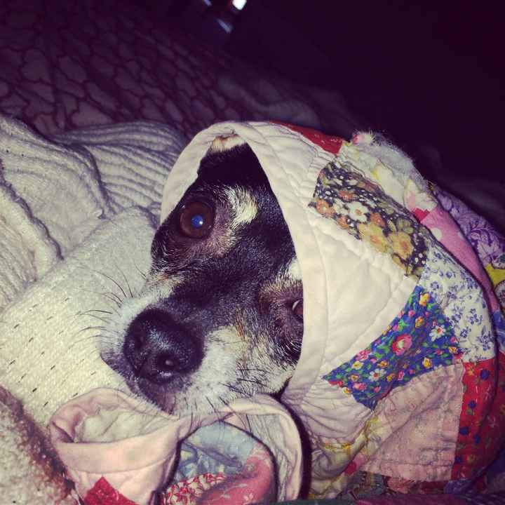 Show me your puppies!