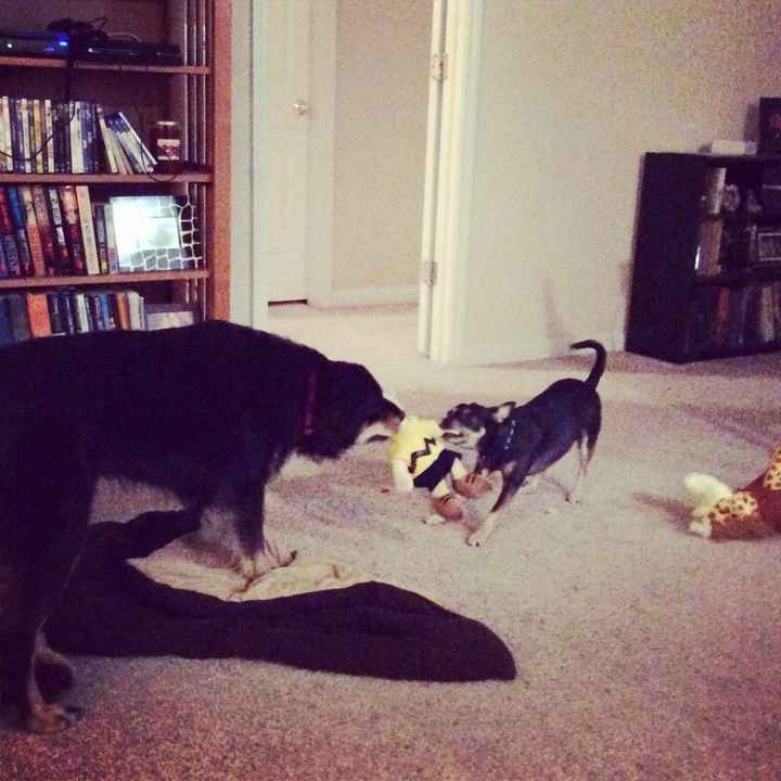 Show me your puppies!