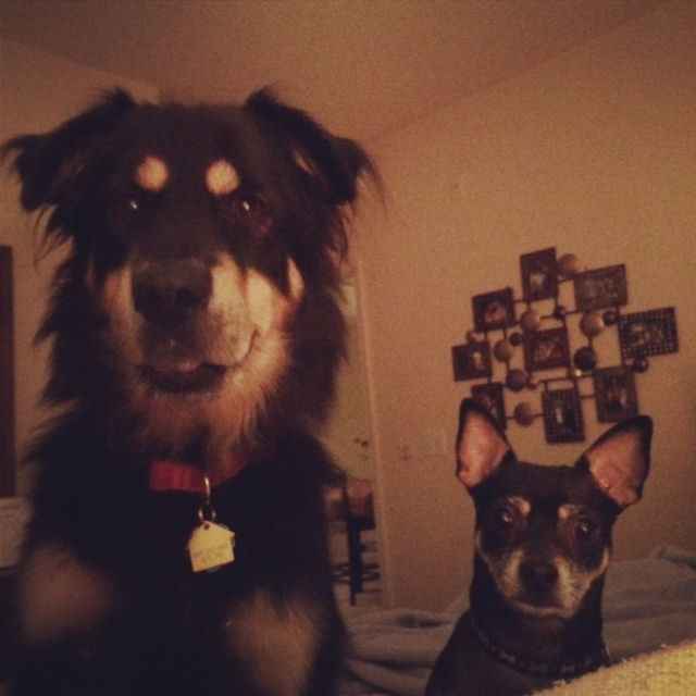 Fur babies!