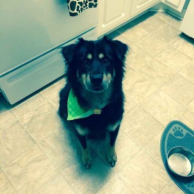 It's National Dog Day!