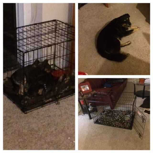 We havent had a pet post in a minute.