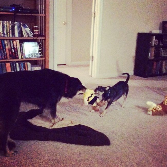 Show me your puppies!