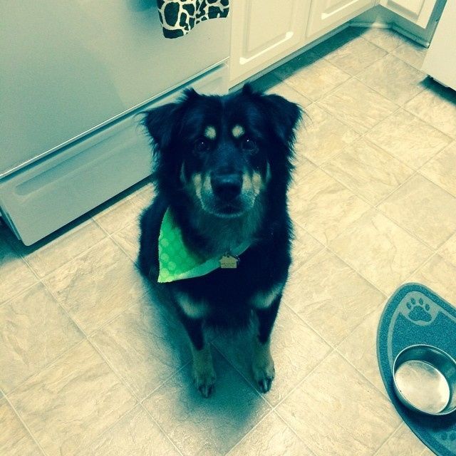 It's National Dog Day!