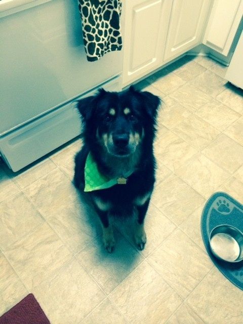 We havent had a pet post in a minute.