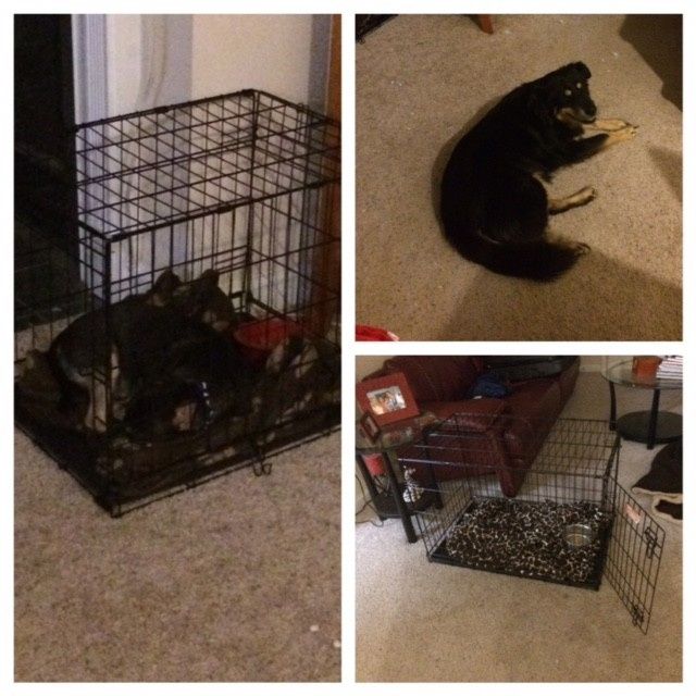 We havent had a pet post in a minute.