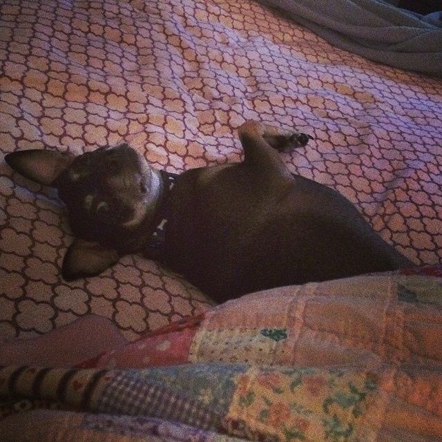 NWR Happy Fursday! Show me your fur babies!