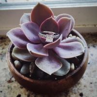 My succulent DIY favors and place cards