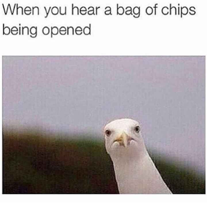 Post the most recent meme you've got