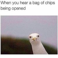 Post the most recent meme you've got