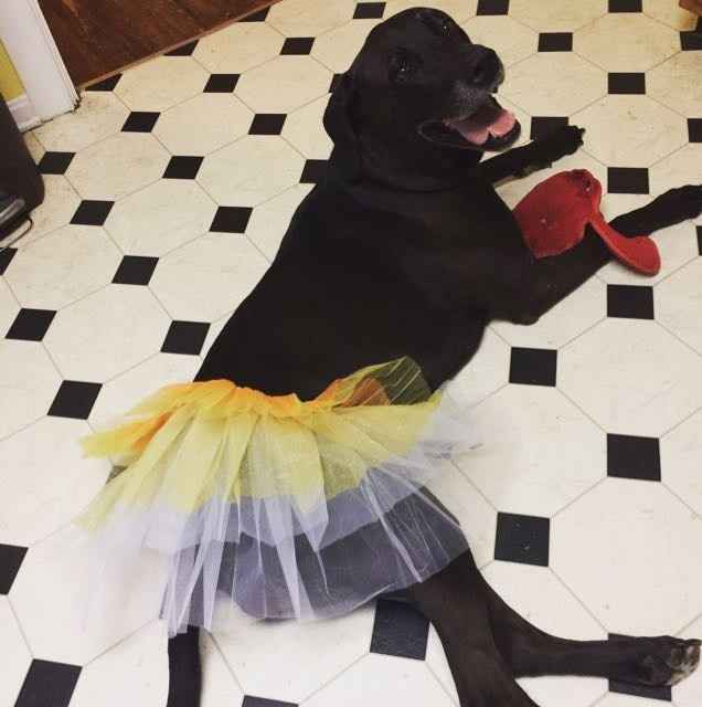 Just ordered my dogs first birthday cake! NWR