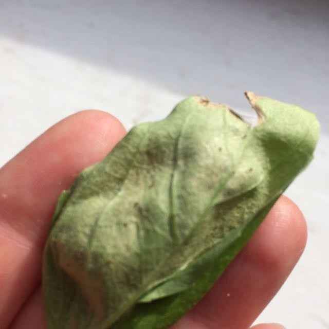 NWR- any green thumbs?