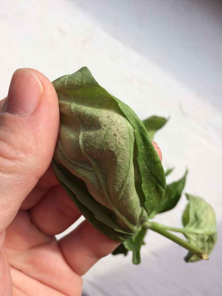 NWR- any green thumbs?