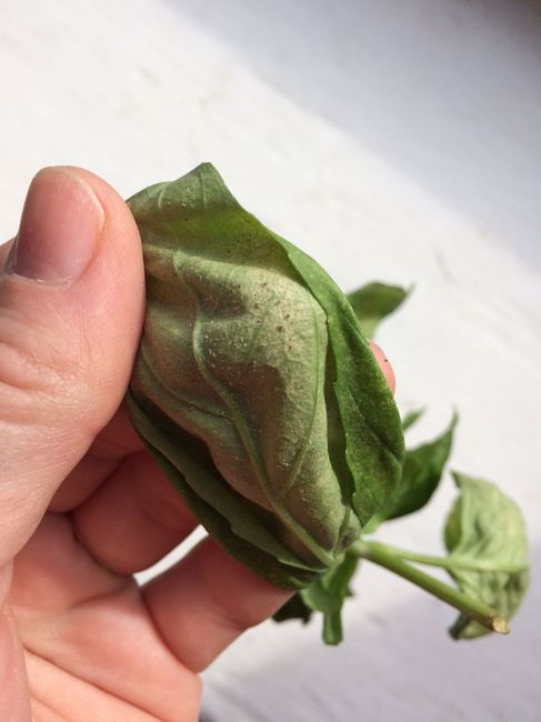 NWR- any green thumbs?