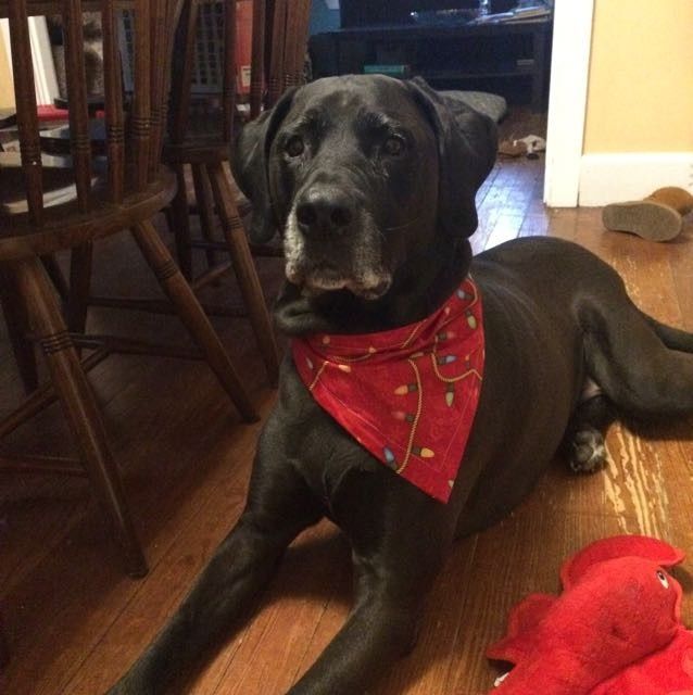 NWR: New puppy!