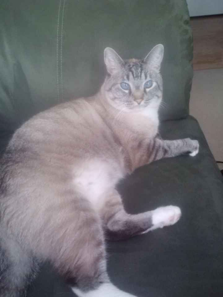 Let me see those fur babies!