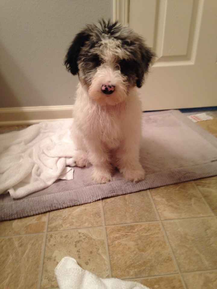 Let me see those fur babies!