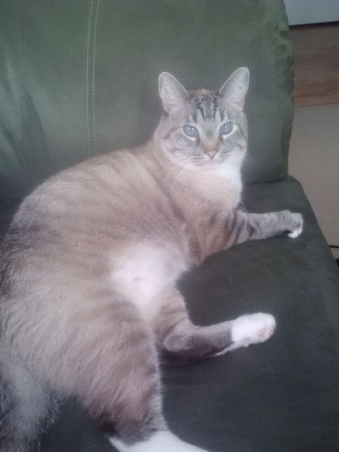 Let me see those fur babies!