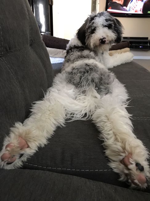 Furbaby pick me up