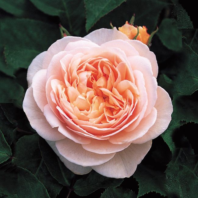 Do you have a must have flower?