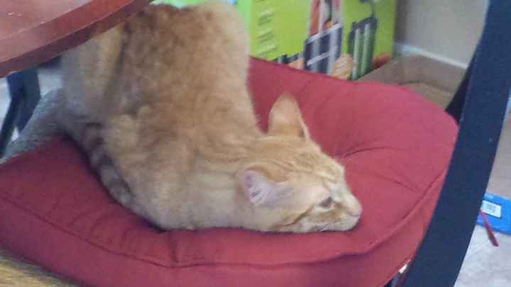 NWR...my fur baby passed and my FH was AMAZINGLY there for me.