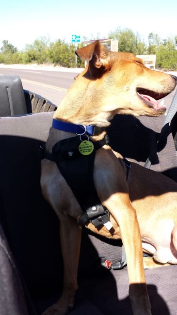 NWR: I got an early birthday present! It's a girl..puppy