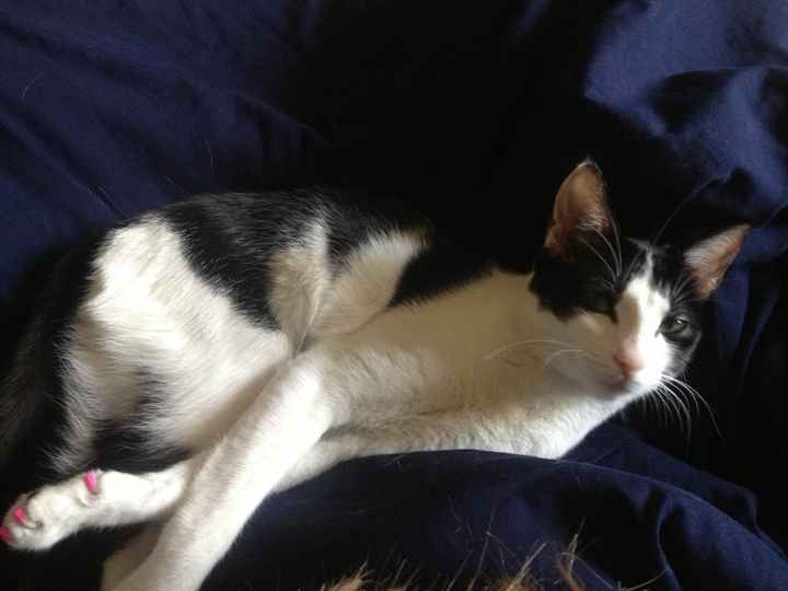 Show me your fur baby! (it has been awhile and I love seeing the pets!)