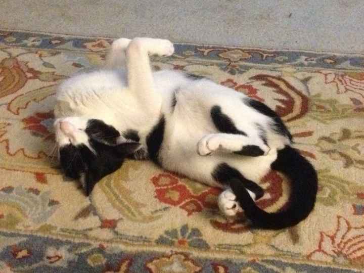 Show me your fur baby! (it has been awhile and I love seeing the pets!)