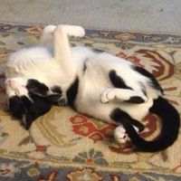 NWR: today is my Pups 2nd birthday!! Do you and your FH have a pet? Show pics!!!