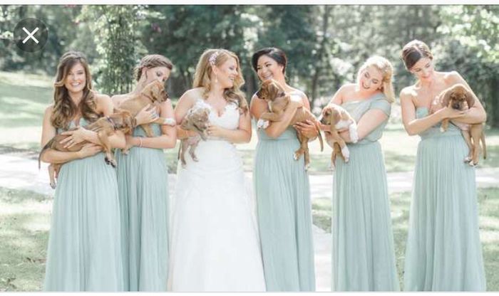 Puppies for bouquets? - 1