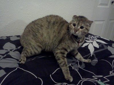 *NWR* Show me your pets/animals! *PICS*