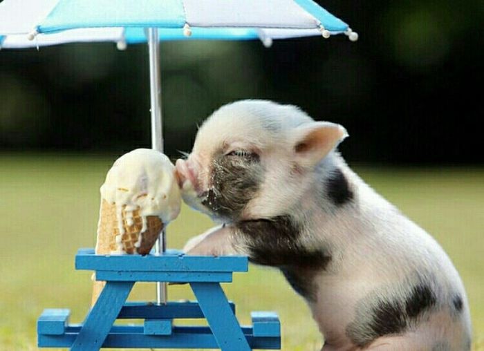 Cutest Thing You'll See All Day