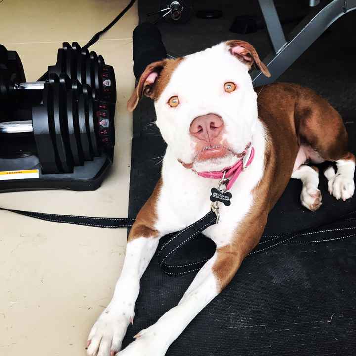 Furbabies?(non wedding post)