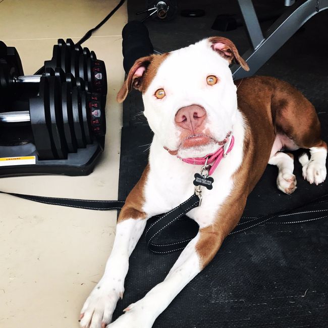 Furbabies?(non wedding post)