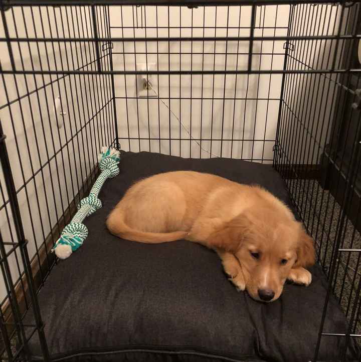 a Wedding, House, Dog! - 1