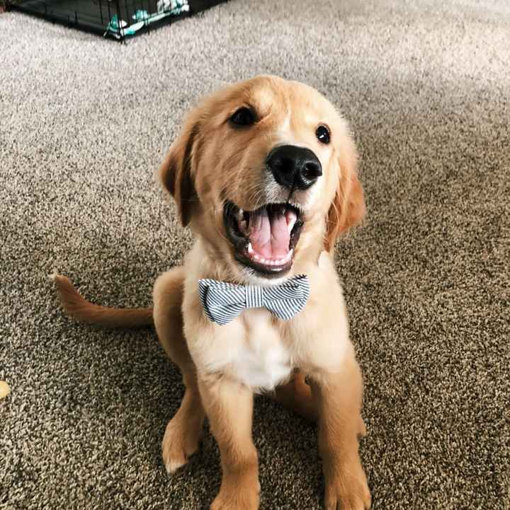 a Wedding, House, Dog! - 1