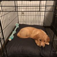 a Wedding, House, Dog! - 1