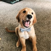 a Wedding, House, Dog! - 1