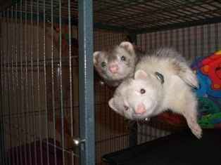 NWR: does anyone own ferrets?