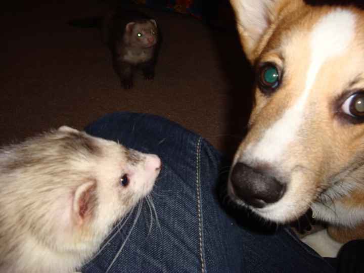 NWR: does anyone own ferrets?