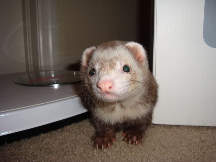 NWR: does anyone own ferrets?